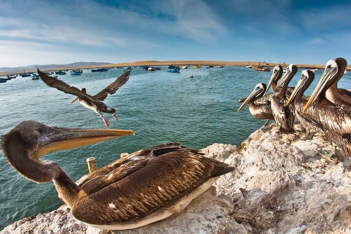 Day Trip from Lima: Ballestas Islands, Paracas and Huacachina Oasis photo 4