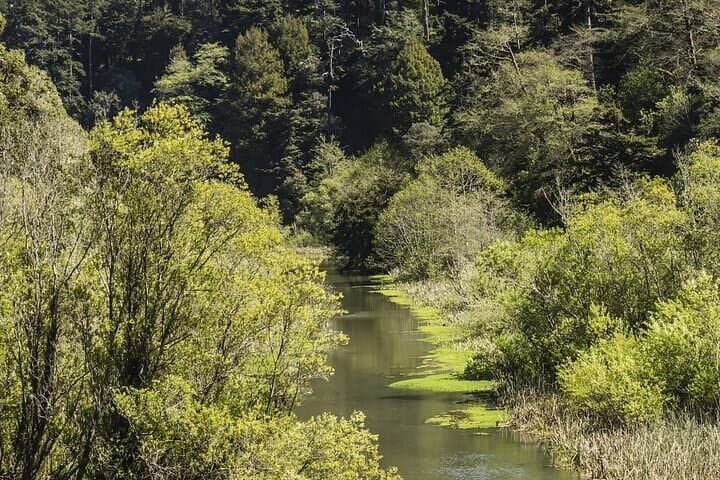 Skunk Train to Wolf Tree Turn — Willits Scenic Rail Ride Through Redwoods photo 3