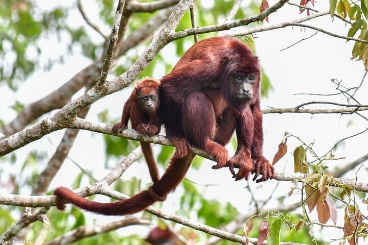 Volunteer with Monkeys at Fundación Loros Near Cartagena — Half-Day Conservation Experience photo 4