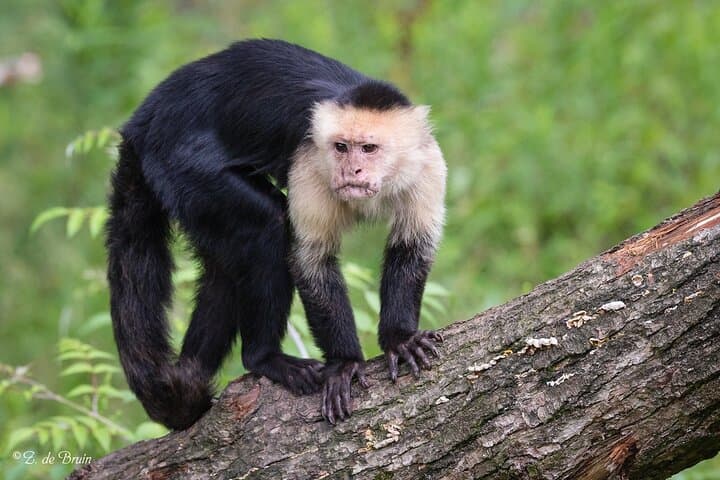 Volunteer with Monkeys at Fundación Loros Near Cartagena — Half-Day Conservation Experience photo 3