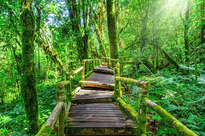 Doi Inthanon Day Hike: 2-Hour Trek, Waterfalls & Royal Pagodas from Chiang Mai photo 3