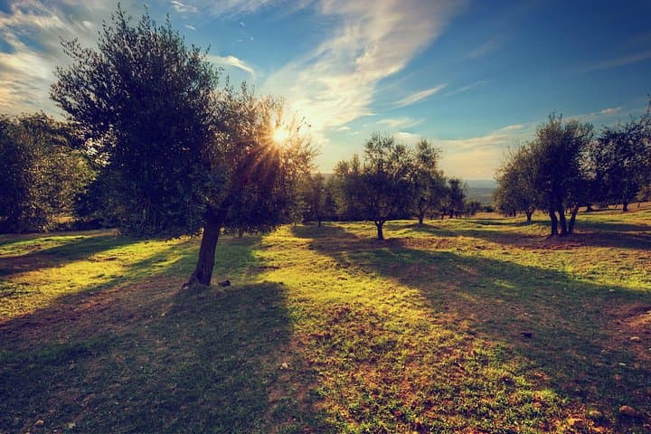 Private Olive Oil Mill Tour from Seville: Basilippo Hacienda Experience photo 4