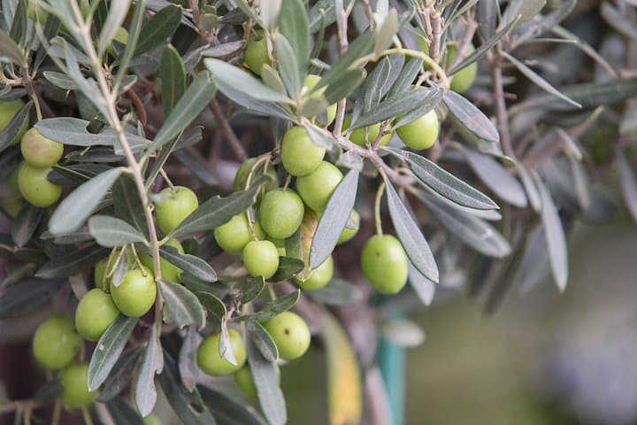 Private Olive Oil Mill Tour from Seville: Basilippo Hacienda Experience photo 6