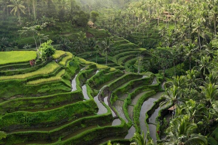 Ubud Day Tour: Monkey Forest, Tegalalang & Jungle Swing (All-Inclusive)