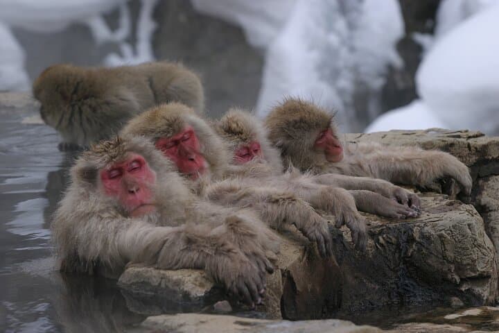 Snow Monkeys & Miso: Bullet-Train Day Trip from Tokyo to Jigokudani photo 2