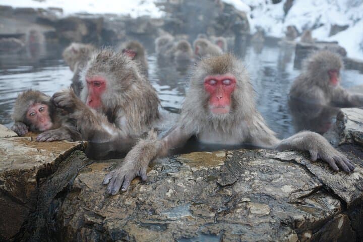 Snow Monkeys & Miso: Bullet-Train Day Trip from Tokyo to Jigokudani