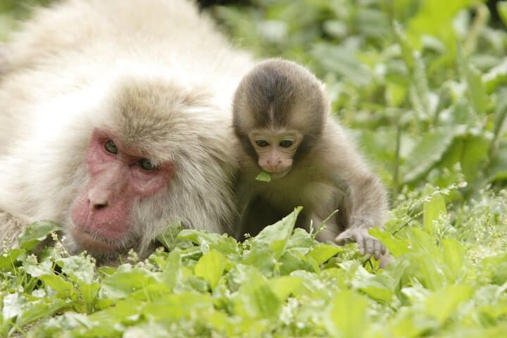 Snow Monkeys & Miso: Bullet-Train Day Trip from Tokyo to Jigokudani photo 6