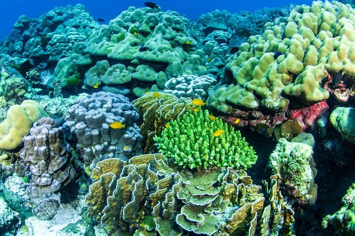 Racha Yai Daytrip: Scuba Diving from Phuket's Chalong Pier photo 4