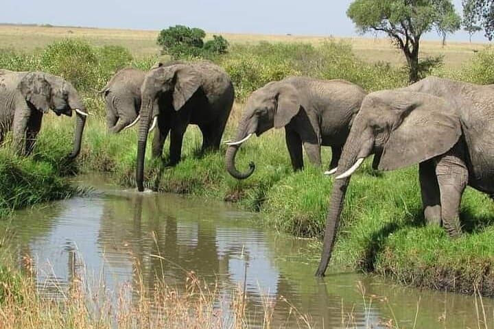 3-Day Private Ol Pejeta Safari & Central Kenya Farming Experience