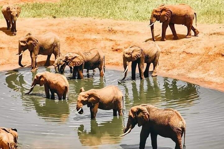 3-Day Private Ol Pejeta Safari & Central Kenya Farming Experience photo 2