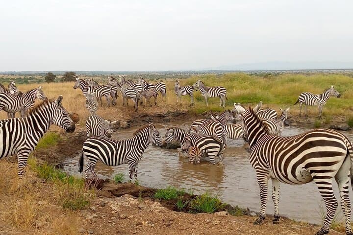 3-Day Private Ol Pejeta Safari & Central Kenya Farming Experience photo 3