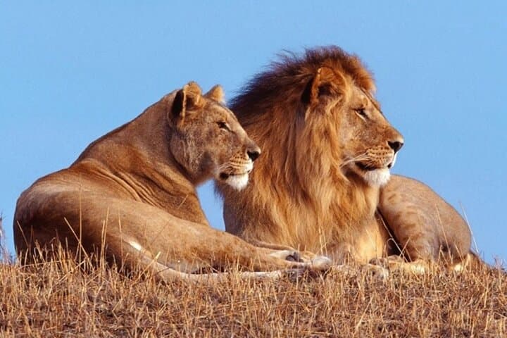 One-Day Akagera Big Five Safari from Kigali — Private Game Drive with Lunch