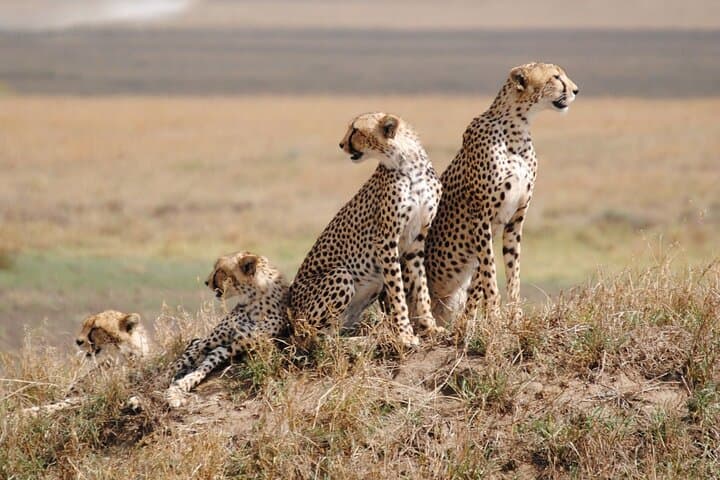 2-Day Safari to Tarangire & Lake Manyara from Zanzibar — Big Five Game Drives photo 4