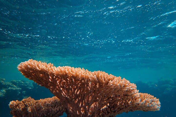 Ukulhas Tour C: Lost Island & Picnic Island Snorkel Adventure photo 4