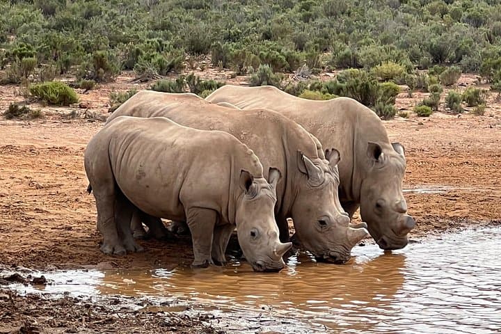 Big Five Safari Day Trip from Cape Town — See Lions, Elephants & Rhinos photo 2
