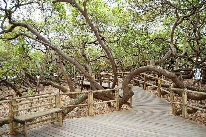 South Coast 4x4 Tour in Natal: Dunes, Cashew Tree & Lagoons photo 3