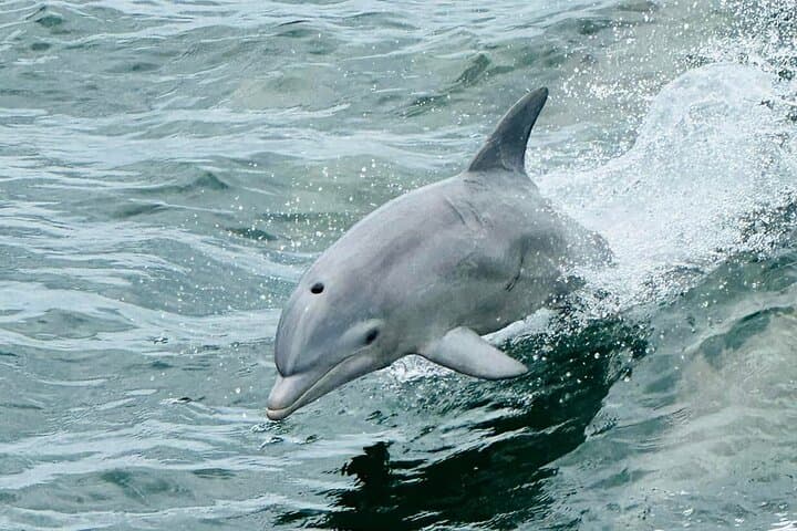 Pensacola Dolphin Cruise, Hidden Beach Snorkel & Shelling Adventure photo 5
