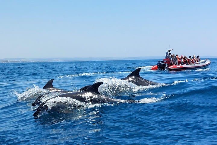 Dolphins and Benagil Caves: 2.5-Hour Semi-Rigid Boat Tour from Albufeira