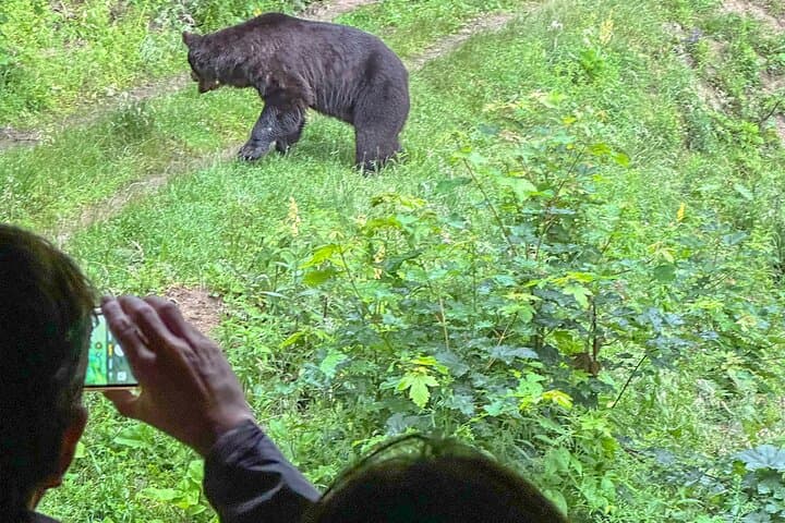 Bear Watching Near Brasov: Hideout Wildlife Tour in Transylvanian Forests photo 2