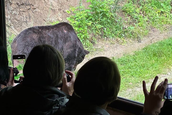 Bear Watching Near Brasov: Hideout Wildlife Tour in Transylvanian Forests