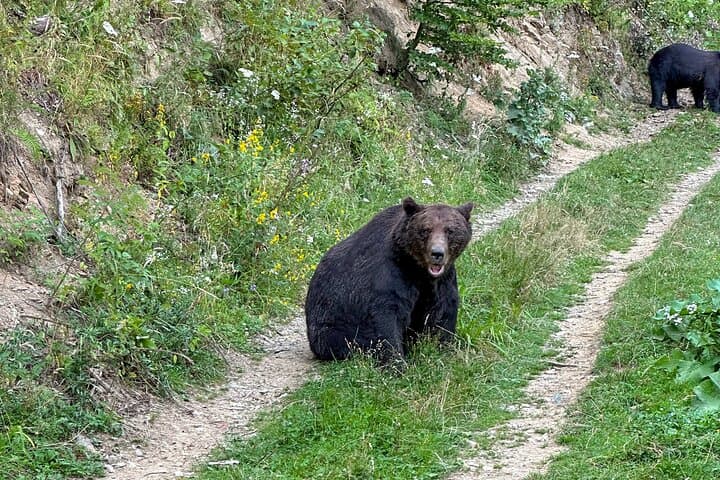 Bear Watching Near Brasov: Hideout Wildlife Tour in Transylvanian Forests photo 5