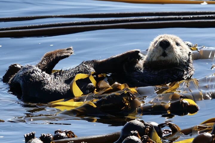 Victoria Zodiac Whale-Watching: High-Speed Salish Sea Wildlife Tour photo 4