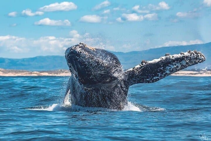 Experience Monterey Bay: A 3-Hour Whale Watching Adventure with Expert Naturalists photo 6