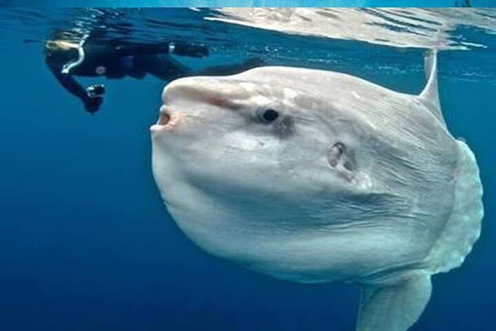 Swim with Manta Rays: Nusa Lembongan Full-Day Snorkel & Island Tour from Bali photo 2