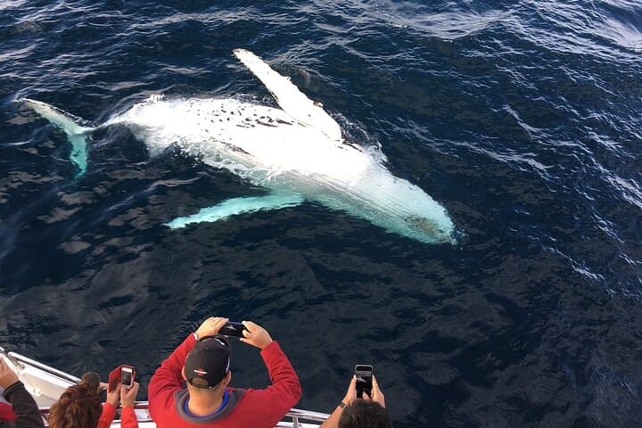 Hermanus Whale Watching: Cape Town Boat Tour to See Southern Right Whales