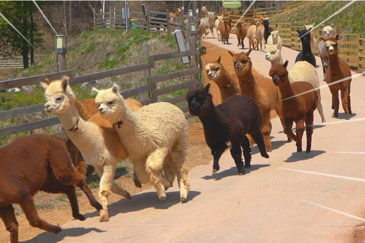 Alpaca World & Nami Island Private Tour: Alpacas, Island Paths & Korean Culture photo 2