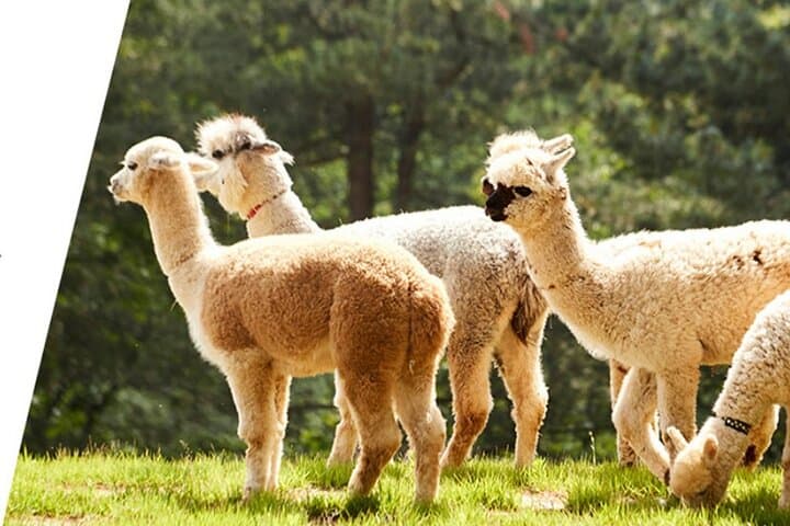 Alpaca World & Nami Island Private Tour: Alpacas, Island Paths & Korean Culture photo 4