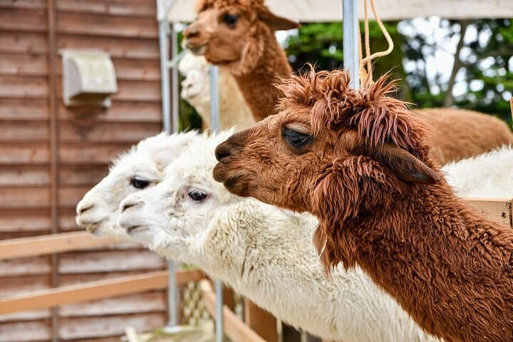 Alpaca World & Nami Island Private Tour: Alpacas, Island Paths & Korean Culture photo 6