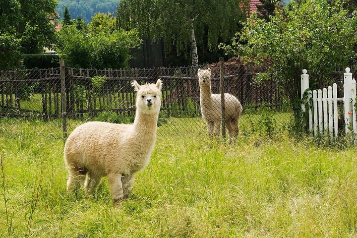 Alpaca World & Nami Island Private Tour: Alpacas, Island Paths & Korean Culture photo 3