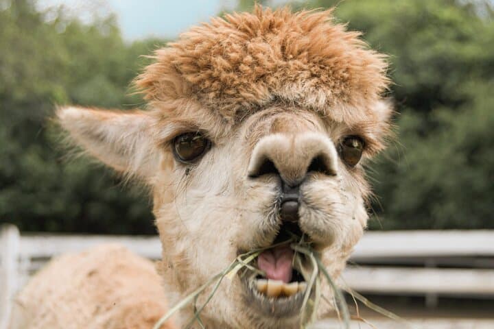 Alpaca World & Nami Island Private Tour: Alpacas, Island Paths & Korean Culture