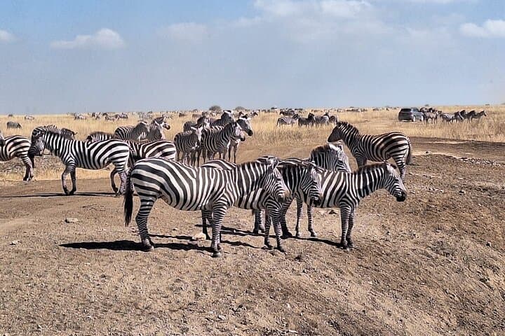 Safari in Nairobi: Exploring Nairobi National Park, Elephant Orphanage & Giraffe Centre photo 4