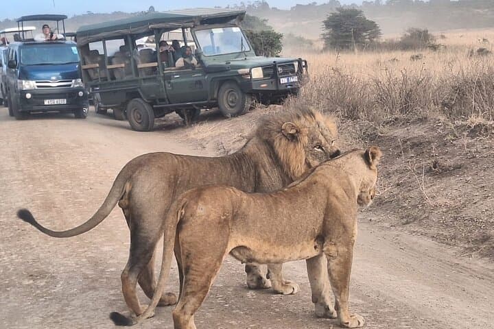 Safari in Nairobi: Exploring Nairobi National Park, Elephant Orphanage & Giraffe Centre photo 2