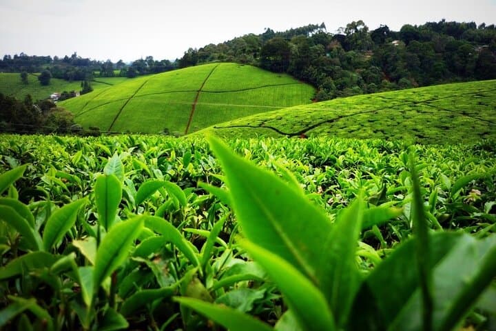 Nairobi to Kiambethu Tea Farm Tour — Day Trip to Limuru’s Tea Fields