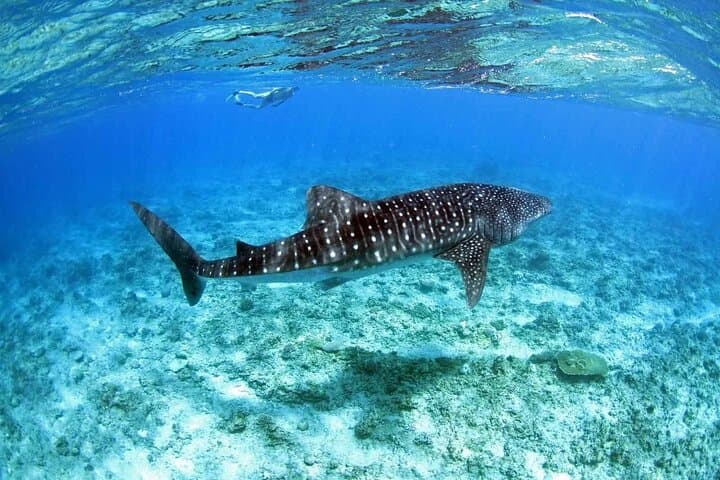 Ukulhas Tour D: Whale Shark Snorkeling & Coral Garden Picnic (South Ari)