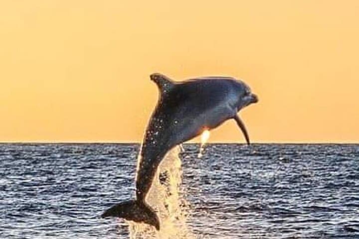 Poreč Dolphin-Watching Sunset Cruise — Romantic Boat Trip on the Istrian Coast