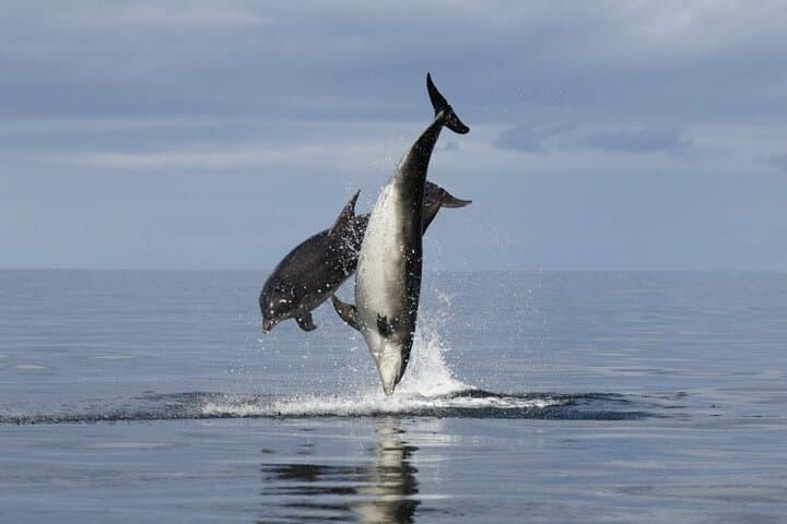 Poreč Dolphin-Watching Sunset Cruise — Romantic Boat Trip on the Istrian Coast photo 3