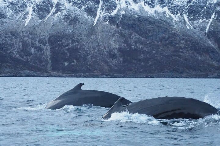 Arctic Whale Watching in Altafjord: Orcas, Humpbacks & Fjord Sailing photo 5