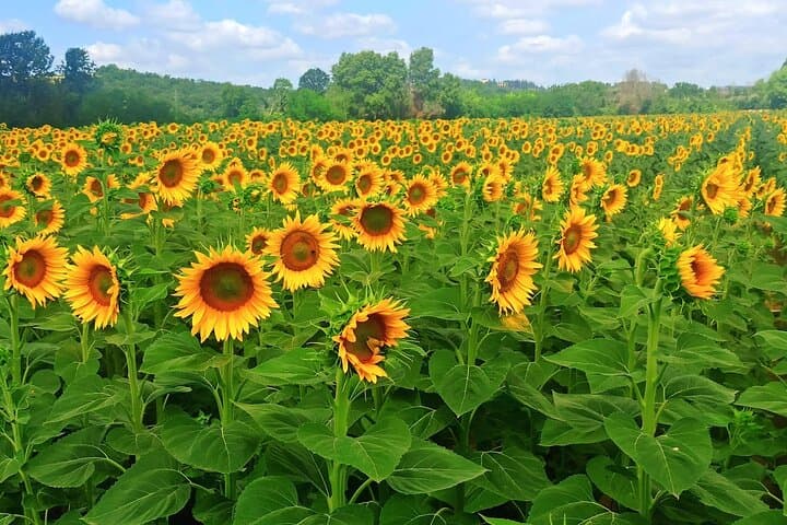 Florence to Siena Private Minivan Transfer — Scenic Chianti Route & Stops photo 2