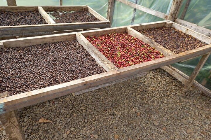 Tenorio-Miravalles Coffee, Chocolate & Sloth Trail: Biodiversity Day Tour photo 6