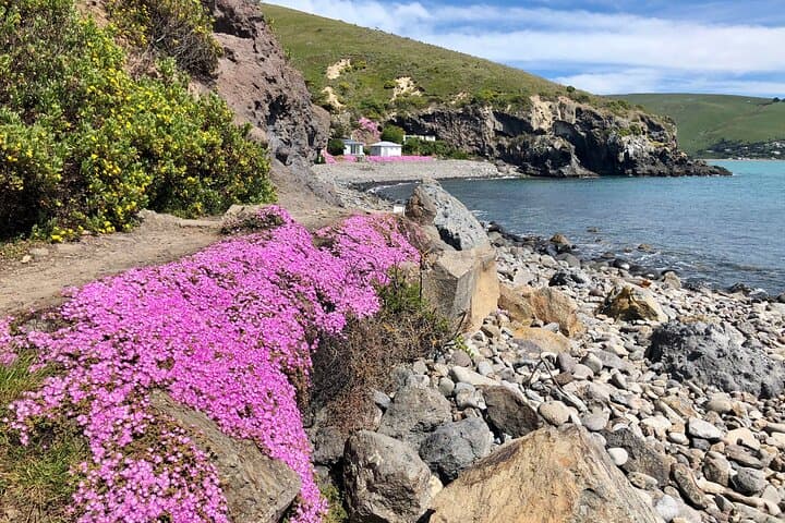 Discover the Pristine Beauty of Lyttelton's Godley Head Loop photo 6