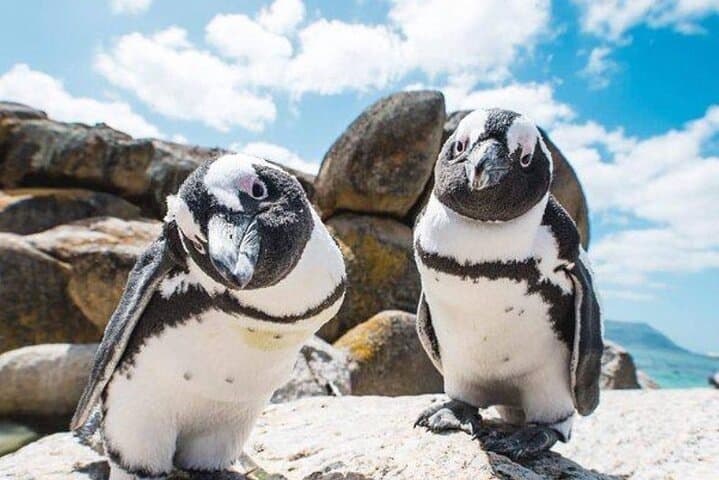 Cape Peninsula Full-Day: Cape Point, Seals, Penguins & Ostrich Farm Tour