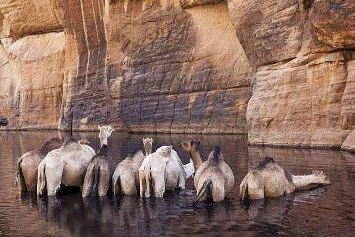 Wadi El Gemal Desert Expedition: Bedouin Culture, Camel Rides & Stargazing from Marsa Alam photo 2