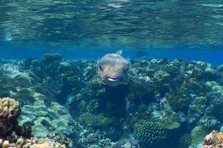 Full-Day Marsa Alam Snorkeling Adventure with Lunch on the Red Sea photo 2