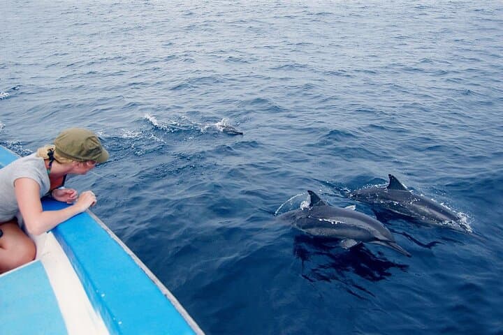 All-Inclusive Mirissa Whale & Dolphin Watching: Blue Whales, Dolphins and Morning Sea Rides