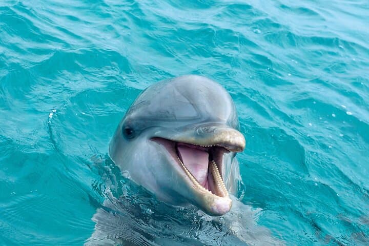All-Inclusive Mirissa Whale & Dolphin Watching: Blue Whales, Dolphins and Morning Sea Rides photo 2
