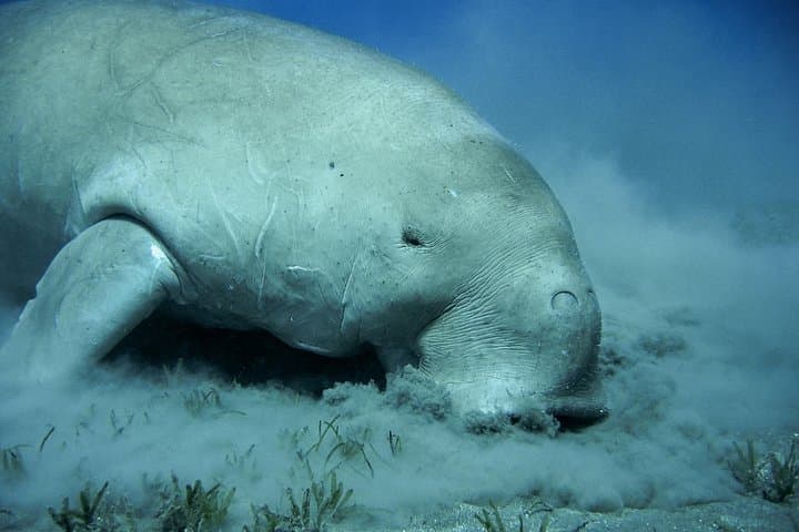 Abu Dabab Beach Snorkeling: Swim with Turtles and Dugongs in Marsa Alam photo 2